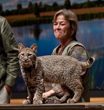 Bobcat
