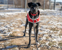 Toby and Blue - Talbot Humane - January 17, 2024