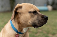 Albo, Star and Chiquis - Talbot Humane