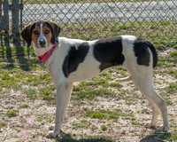 Talbot Humane Dogs - February 14, 2024