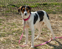 Lucy-4