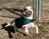 Smeagol and Toby - Talbot Humane