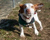 Smeagol-8