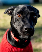 Toby-1