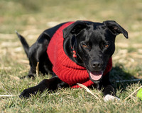 Toby-4