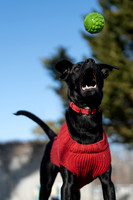 Toby-5