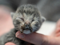 Talbot Humane - March 6, 2024