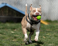 Talbot Humane - March 13, 2024