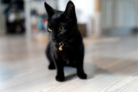 Calypso and Midnight - March 19, 2024