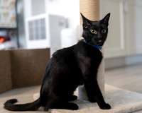 MidCal17