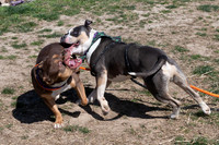 Talbot Humane - March 20, 2024