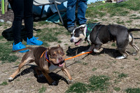 thdogs-2
