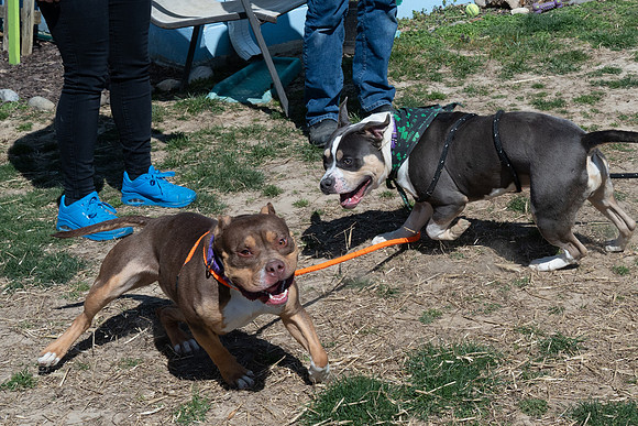 thdogs-2
