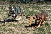 thdogs-3