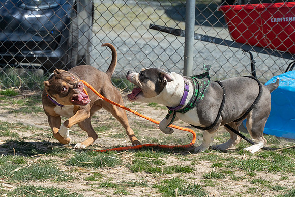 thdogs-4