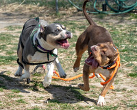 thdogs-5