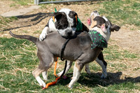 thdogs-6