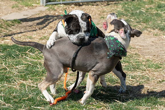 thdogs-6