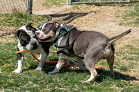 thdogs-7