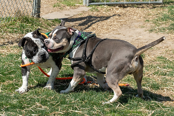 thdogs-7