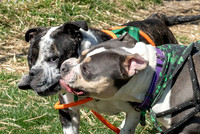 thdogs-8