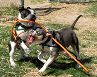 thdogs-9