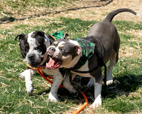 thdogs-10