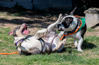 thdogs-11