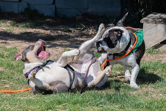 thdogs-11