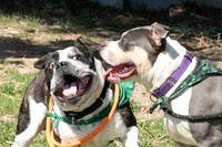 thdogs-12