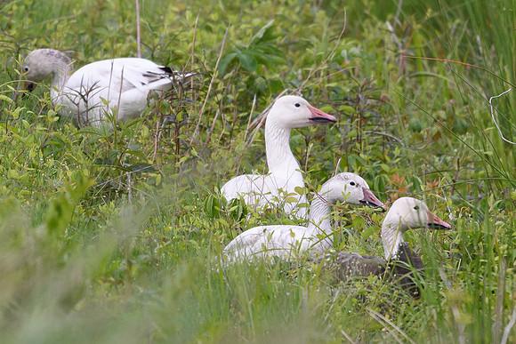 Snow geese