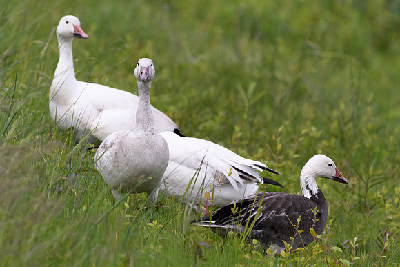 Snow geese