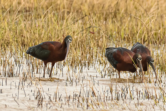 Glossy Ibis