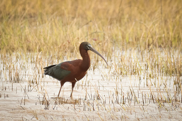 Glossy Ibis