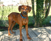 Talbot Humane - April 10, 2024