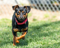 Rocky-1