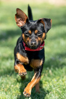 Rocky-2