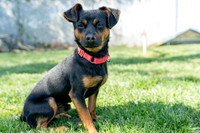 Rocky-3