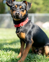 Rocky-5
