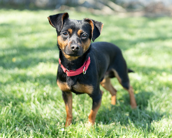 Rocky-6