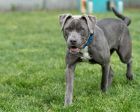 Talbot Humane - April 17, 2024