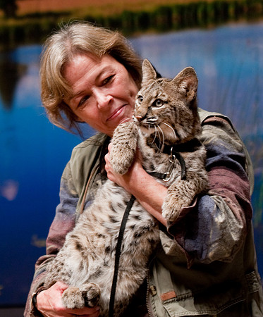 Bobcat