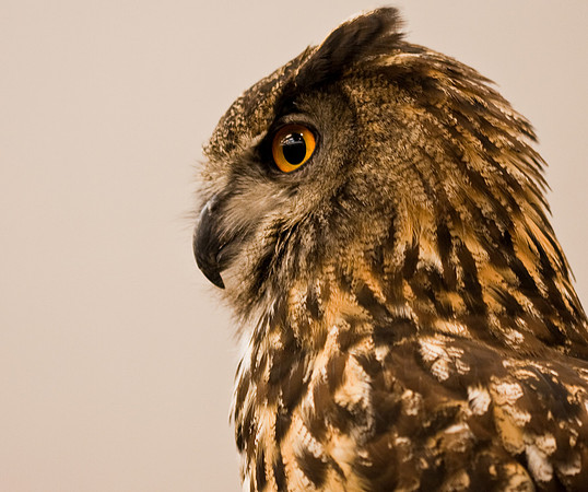 Eurasion Eagle Owl