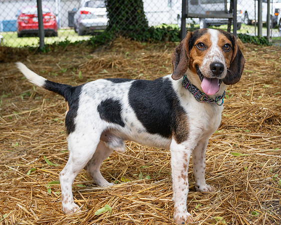 Beagles-3