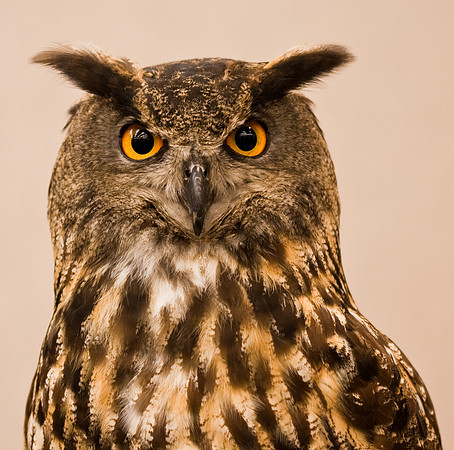 Eurasion Eagle Owl