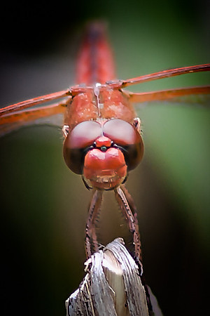 _M2A2280-Edit