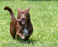 Talbot Humane - June 11, 2025