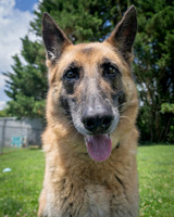 Dutchess-2