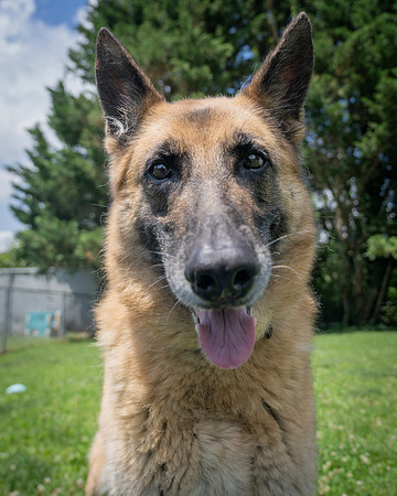 Dutchess-2