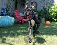Rocco-2